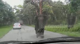 Herds of wild elephant chasing car in southern India.