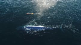 Paddle boarder has incredible encounter with endangered blue whale off Newport Beach, California