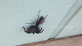 Tarantula Hawk Dragging Tarantula on Side of House
