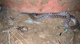 Night Snake in San Diego