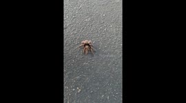 Tarantula Throwing Urticating Hairs on Our Akita