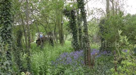 Bluebell woodland