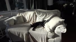 Cat sunbathing at home