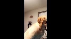 Adorable curious puppy