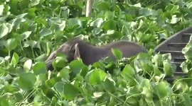 Watch baby jumbo being rescued from hyacinth filled pond in north east India