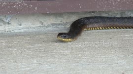 A deadly Australian Tiger Snake tries to get inside a building full of people!