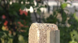 Robin on concrete post flies in and out of shot