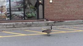 Two Canada geese make their nest in front of a Chinese restaurant in a shopping plaza in Markham Ontario