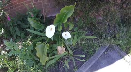Beautiful flowers in Church front garden