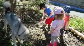 Alaskan Malamute Sojou a true working dog