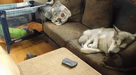 Aaskan Malamute Sojou Sleeping on the Job