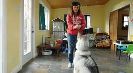 Alaskan Malamute Sojou Doggy Dancing Training