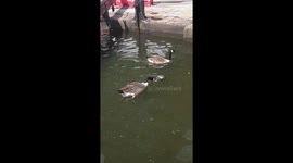 Goose seen eating young duckling in Manchester canal