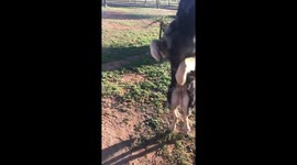 Slow mo of German Shepherd dog jumping up into air and catching stick