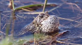 Playful Toads and breeding season Minnesota
