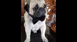 Pug In A Bow Tie