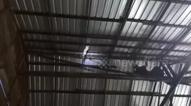 Cat Saved From A Painful Fall