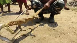 Reptile Rumble! Monitor and cobra locked in battle until pulled apart by snake rescuer