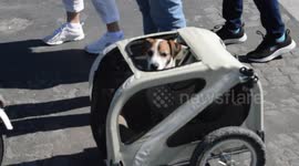 Funny scene of a dog transported in a  bicycle trailer. Paris. Place de la Concorde. 14 may 2019