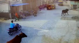 Caught on camera: Bull knocks out school boy in northern India