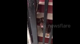 Beware of the dog! Dachshund is the 'vicious guard' of her family home