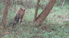 Tiger sighting within 15 feet from our open Jeep
