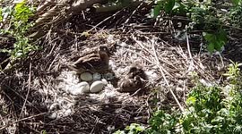 Duck tries to help swans hatch large eggs.