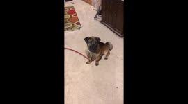 Dog does series of tricks for treat