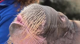 Whistling walrus demands keeper get off her mobile