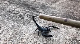 Big Black Scorpion at home