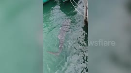 Beachgoers amazed by whale shark swimming in harbour