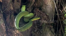 Snake eating mouse