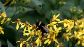 Departing Cuckoo Bumblebee