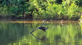 Hoatzin bird in Peru