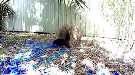 Satin Bower Bird decorates nest with Blue Trinkets