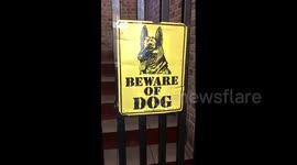 Beware of the dog! Dachshund is the 'vicious guard' of her family home