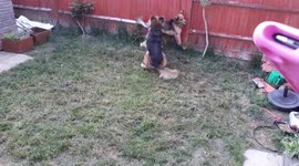 Clever dog chucks ball back after catching it