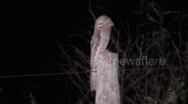 Strange bug-eyed bird filmed in jungles of Brazil
