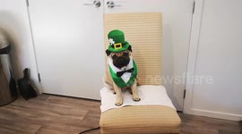 Duke the St Paddy's Day Pug!
