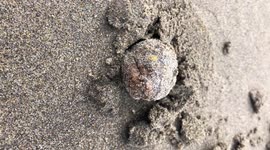 Pacific Snake Eel Found On Washington Coast