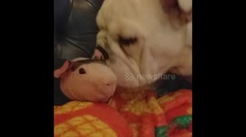 Skinny guineapig and bulldog
