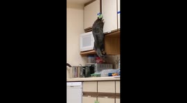 Curiosity feeds the cat! Feline breaks into food cupboard to steal its dinner