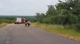 Male lions controlles traffic in south africa