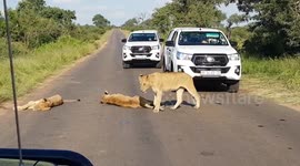 Young lions dont give a damn