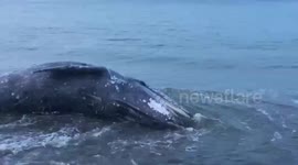 Dead grey whale washes up on beach in west Canada
