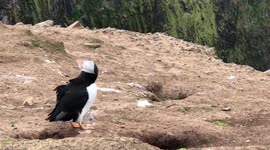 Puffin Spring Cleaning Burrow!