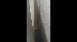 lizards try to eat plastic