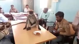 Wild monkey spotted at polling station during elections in India