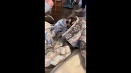 US Tiny chihuahua pokes its head out blankets before going back to bed