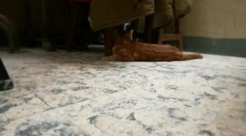 Adorable Cats Play Soccer In Room